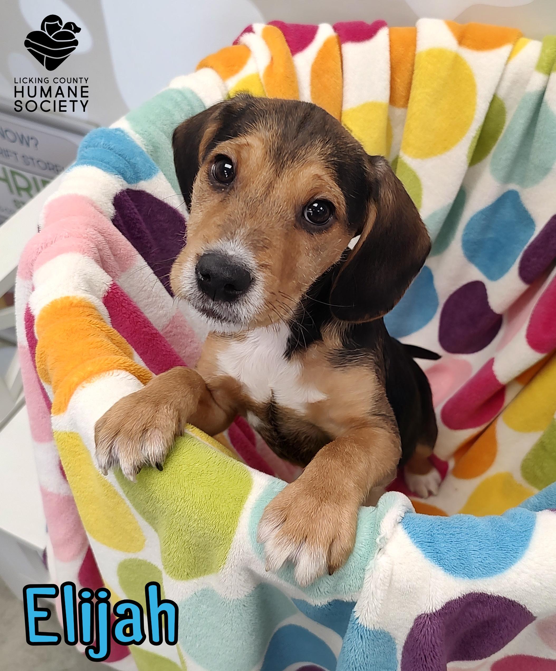 Enlarge Elijah, an adopted mixed breed in Heath, OH image 1/1