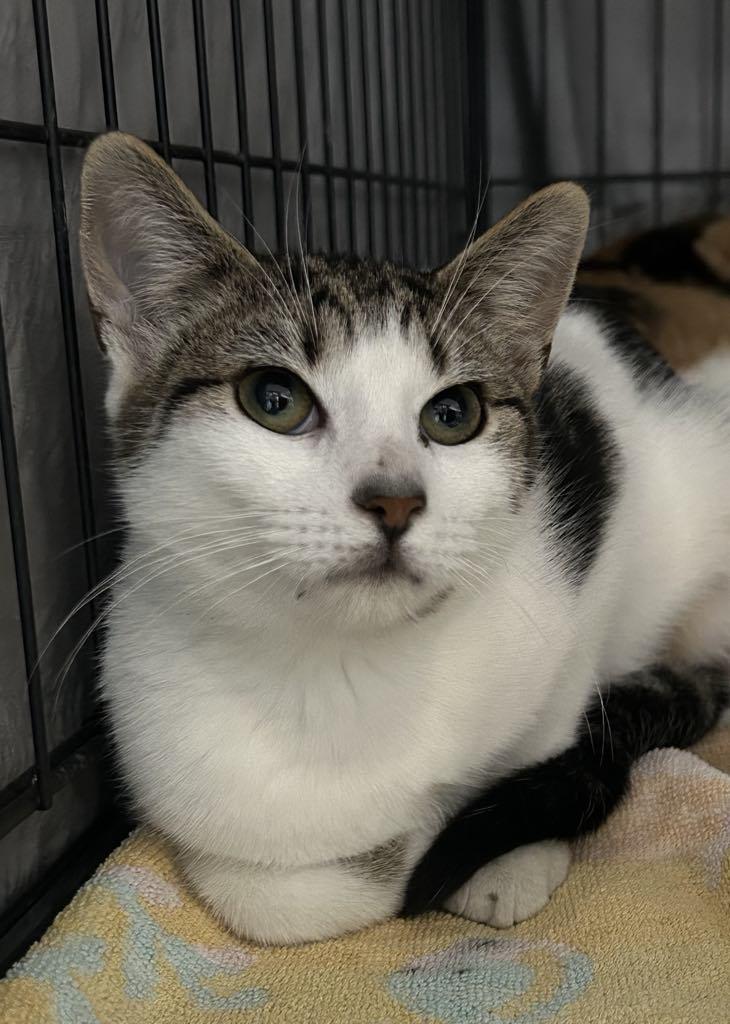 Enlarge Feather, a Adopted Domestic Short Hair in Westfield, MA image 1/1