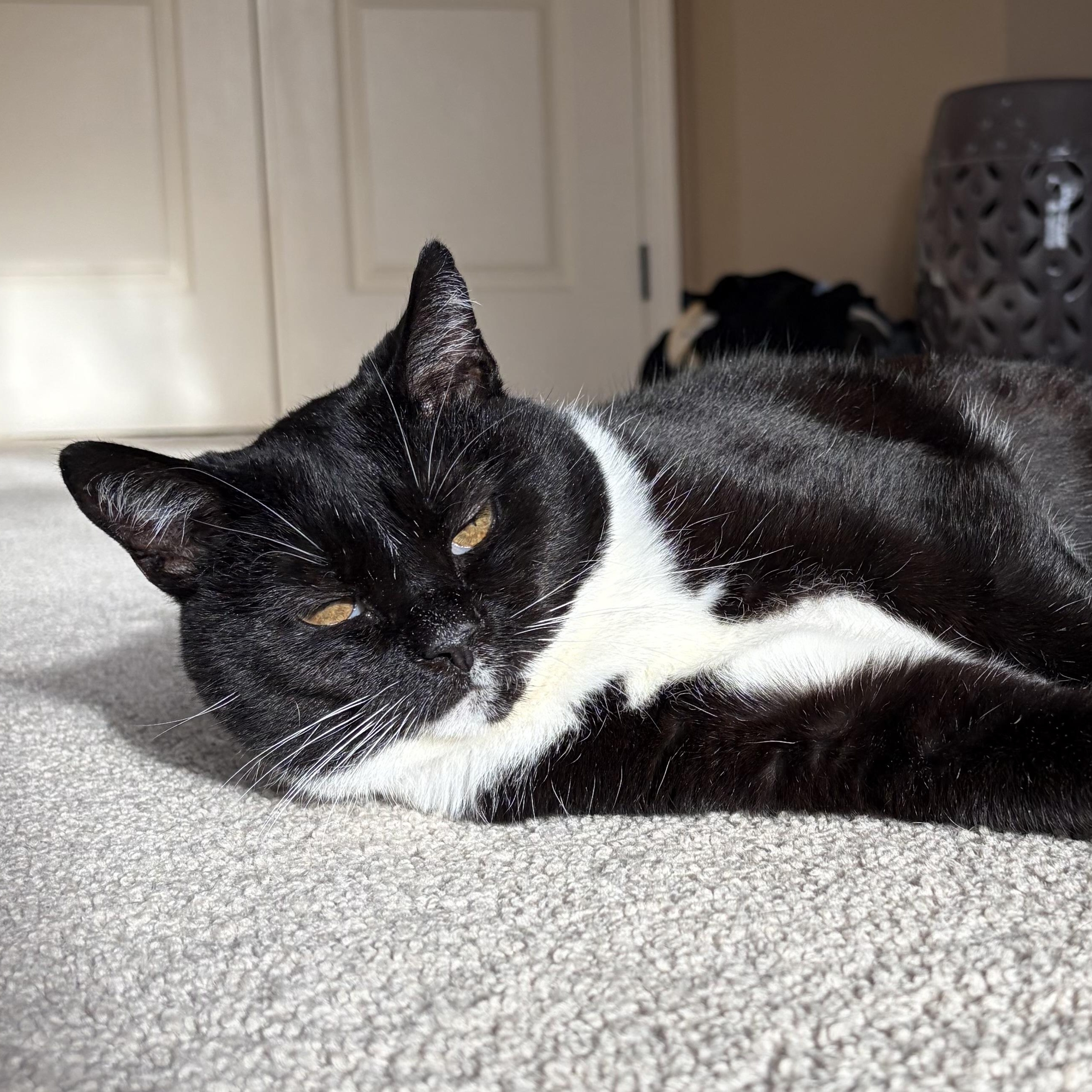 Enlarge PJ a/k/a Puddle Jumper, an adoptable Domestic Short Hair in Maple Shade, NJ image 2/2