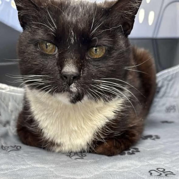 PJ a/k/a Puddle Jumper, Young Female Domestic Short Hair