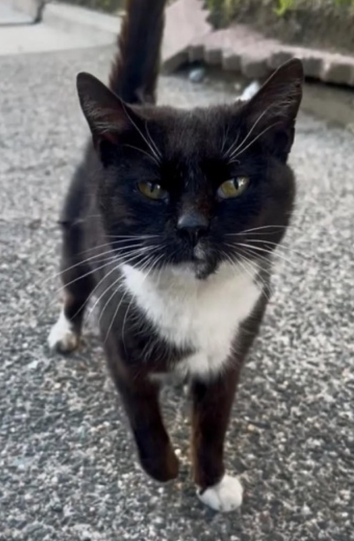 PJ a/k/a Puddle Jumper, an adoptable Domestic Short Hair in Maple Shade, NJ image 2/4