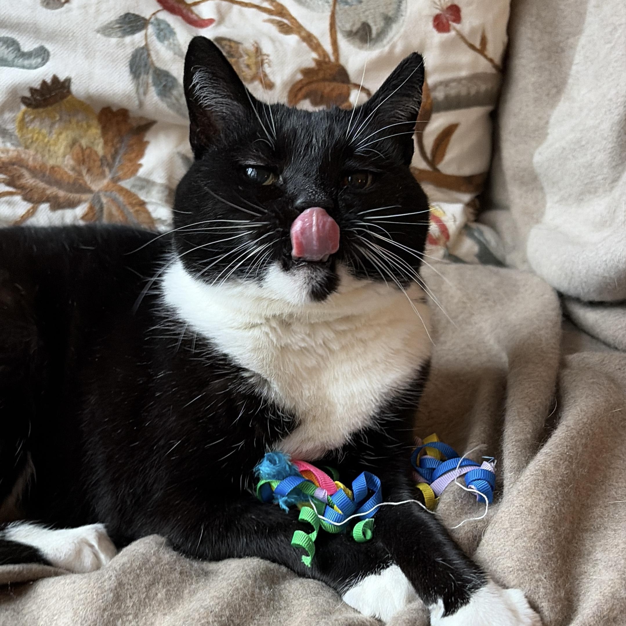 Enlarge PJ a/k/a Puddle Jumper, an adoptable Domestic Short Hair in Maple Shade, NJ image 1/2