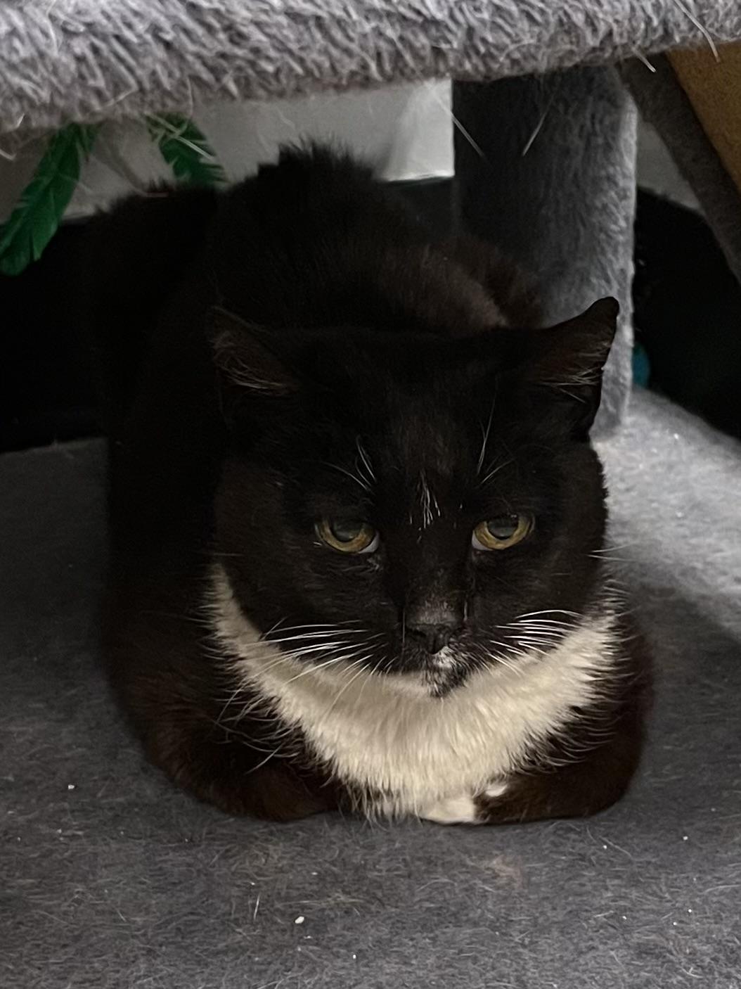 PJ a/k/a Puddle Jumper, an adoptable Domestic Short Hair in Maple Shade, NJ image 4/4