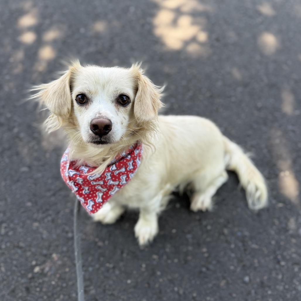 Tito, a Adoptable mixed breed in Newberg, OR image 1/6