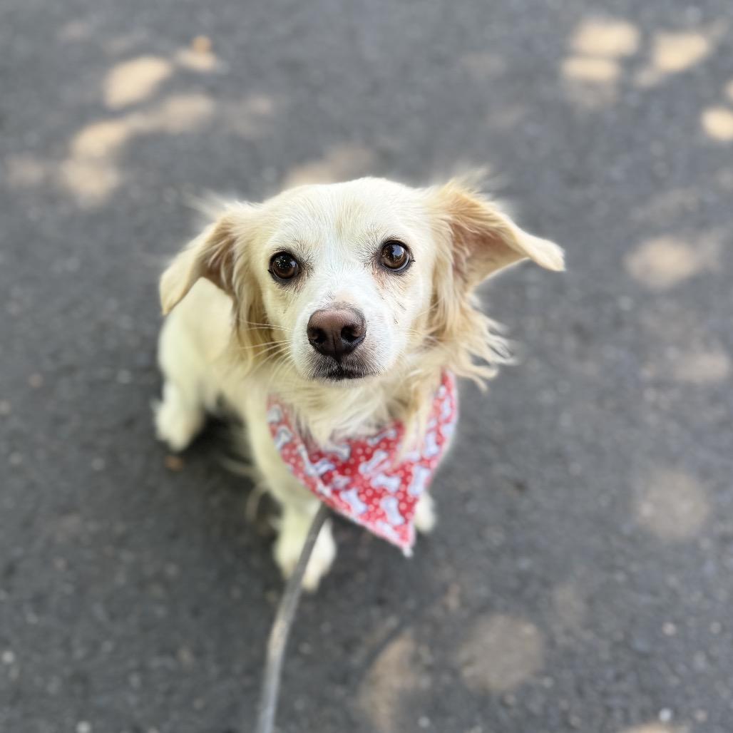 Tito, a Adoptable mixed breed in Newberg, OR image 2/6