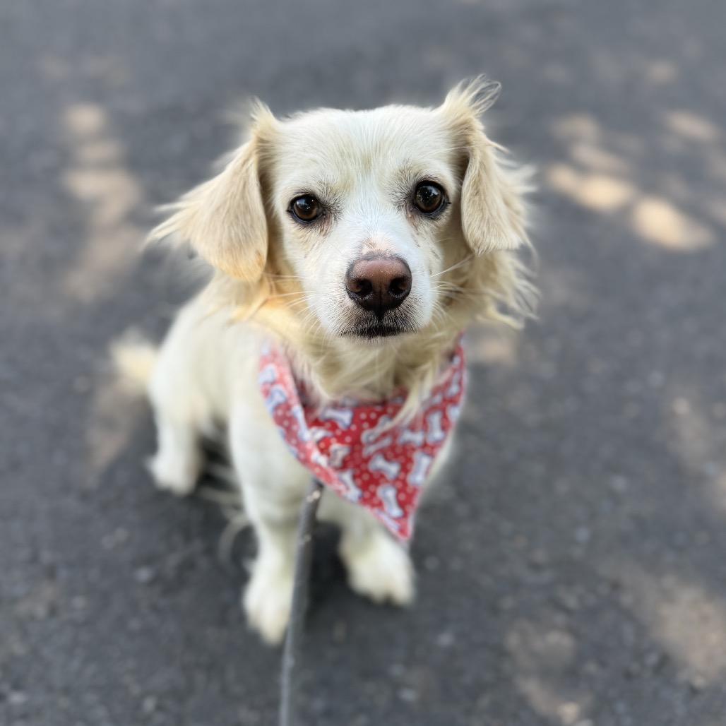 Tito, a Adoptable mixed breed in Newberg, OR image 3/6