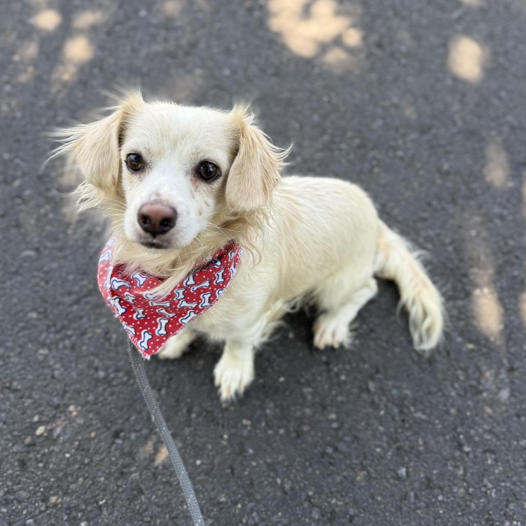Tito, a Adoptable mixed breed in Newberg, OR image 4/6
