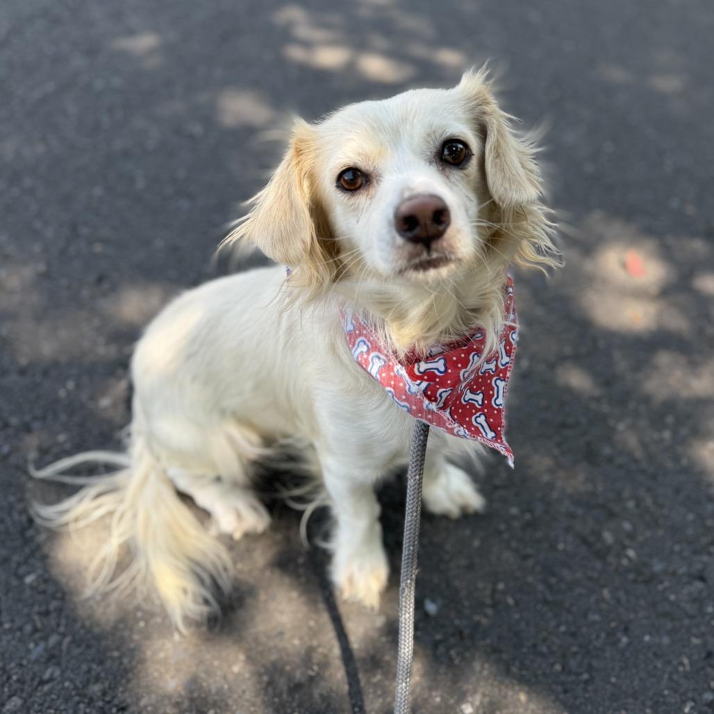 Tito, a Adoptable mixed breed in Newberg, OR image 5/6