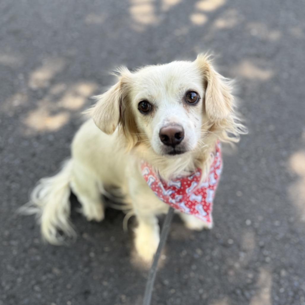 Tito, a Adoptable mixed breed in Newberg, OR image 6/6