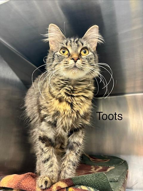 Enlarge Toots, a Adoptable mixed breed in Blountville, TN image 1/1