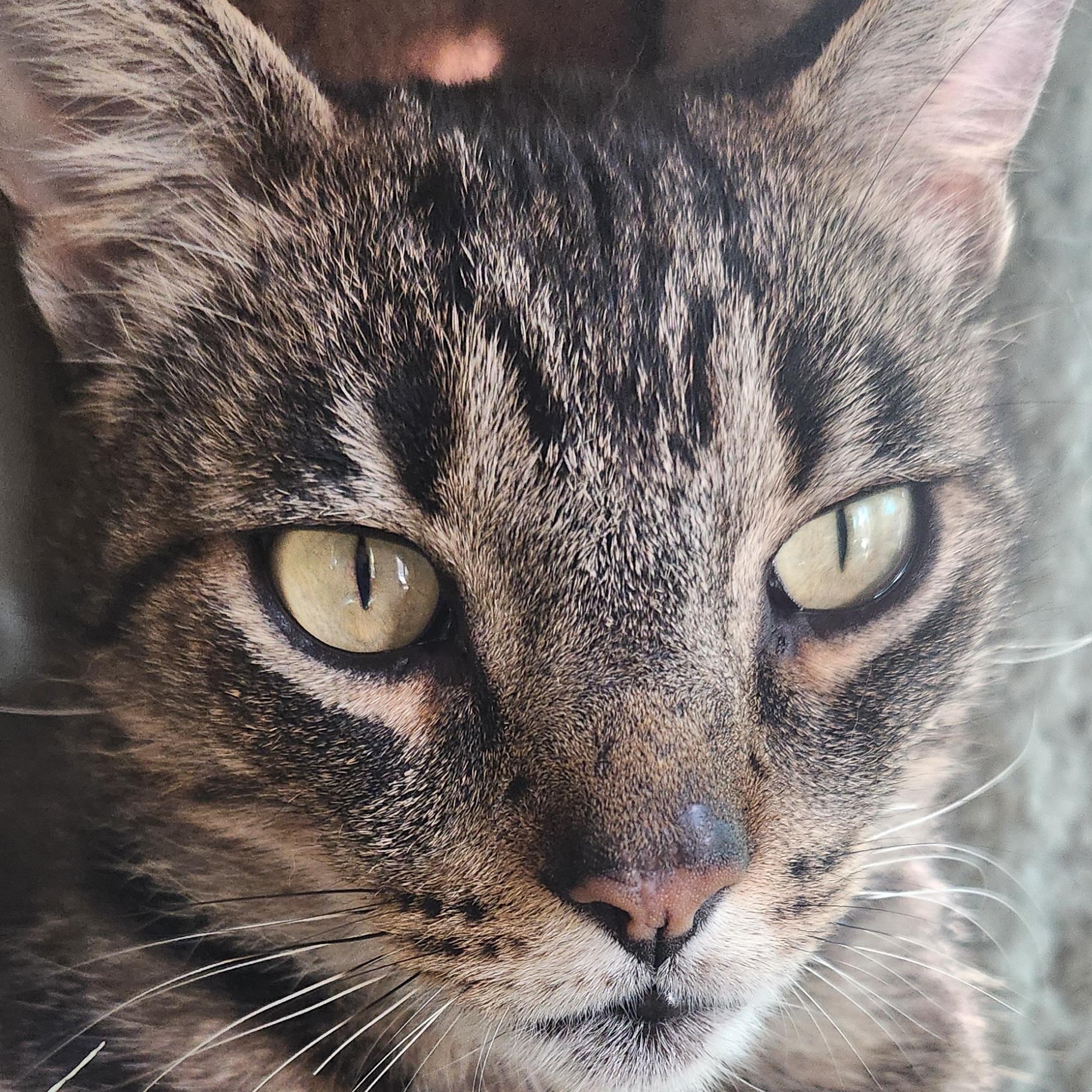 Enlarge Oliver, a ADOPTABLE Domestic Short Hair in Syracuse, NY image 4/5