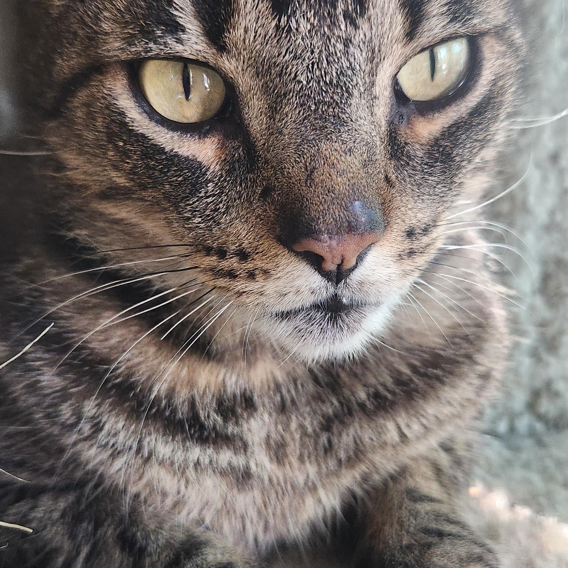 Enlarge Oliver, a ADOPTABLE Domestic Short Hair in Syracuse, NY image 2/5
