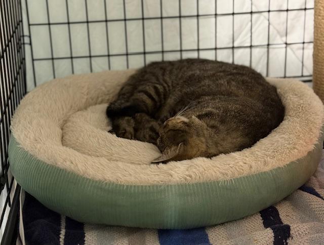 Enlarge Oliver, a ADOPTABLE Domestic Short Hair in Syracuse, NY image 3/5