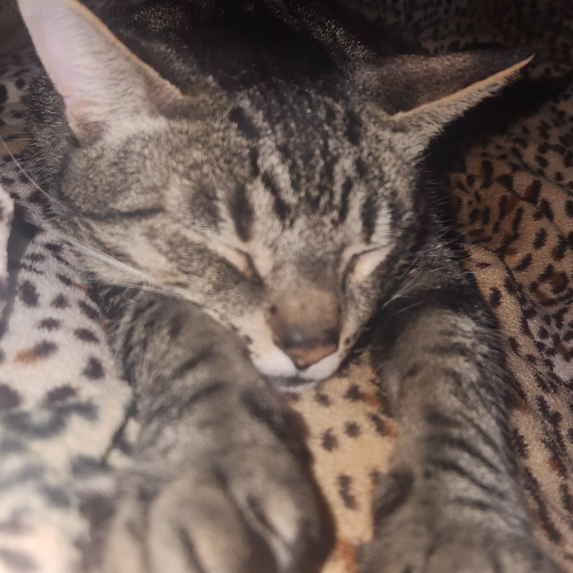 Enlarge Oliver, a ADOPTABLE Domestic Short Hair in Syracuse, NY image 1/5