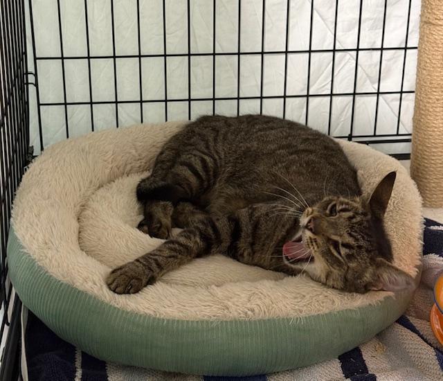 Enlarge Oliver, a ADOPTABLE Domestic Short Hair in Syracuse, NY image 5/5