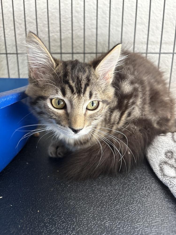 Lunar, Adopted, Kitten Female Domestic Medium Hair.