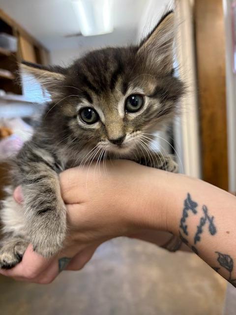 Enlarge Lunar, a Adoptable Domestic Medium Hair in Oakdale, CA image 1/1