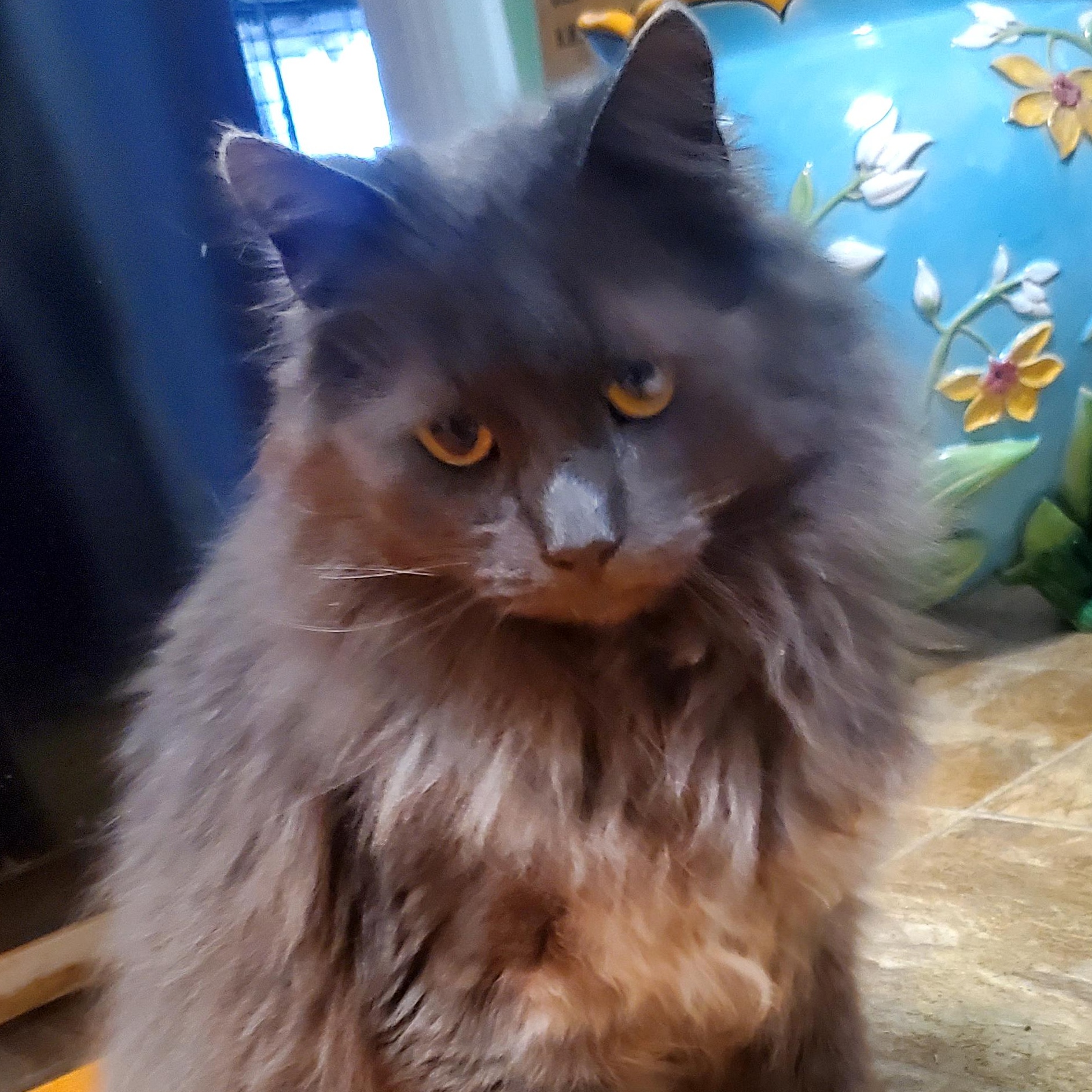 Taro, a ADOPTABLE Maine Coon in Gladwin, MI image 2/6