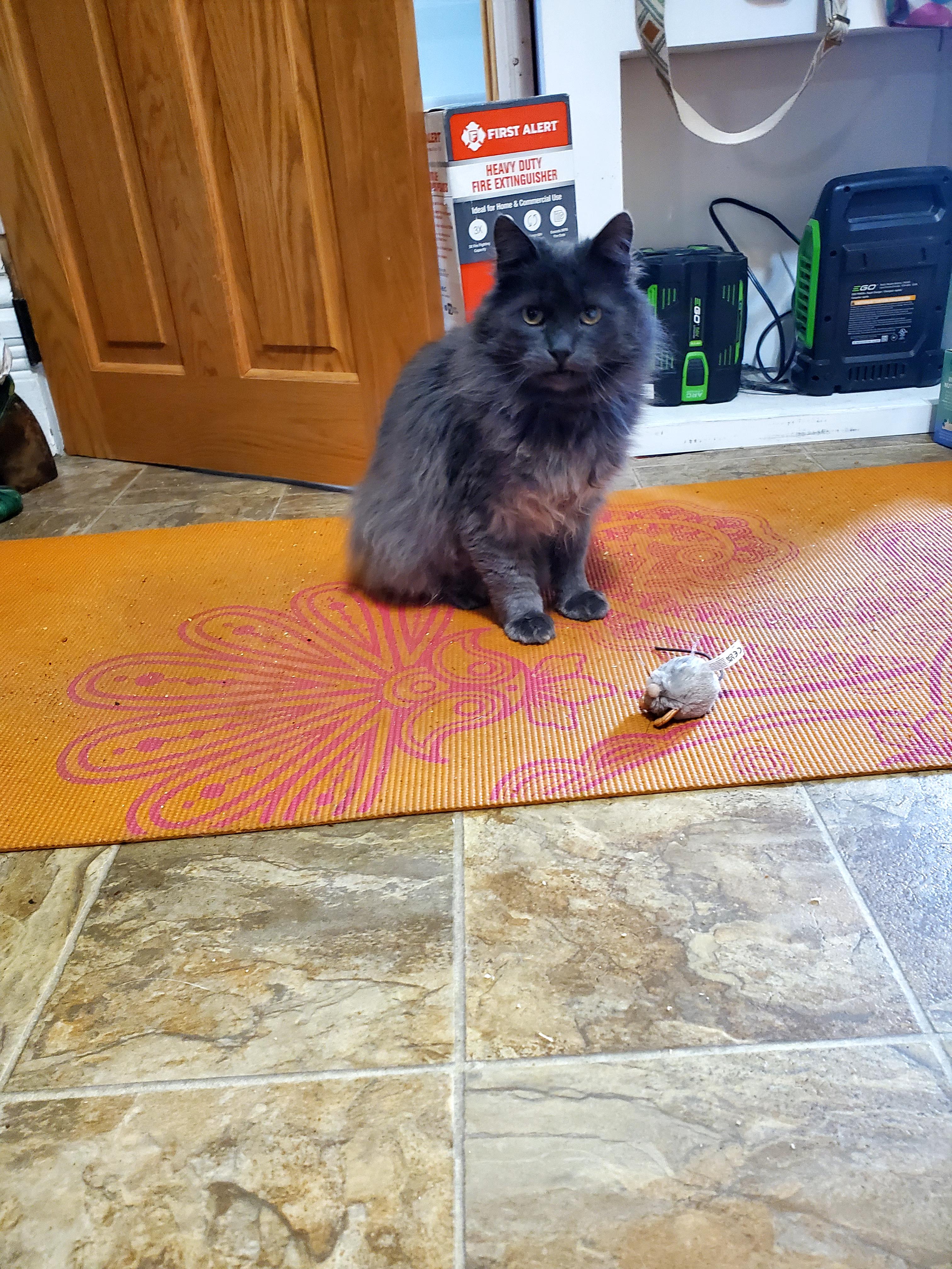 Taro, a ADOPTABLE Maine Coon in Gladwin, MI image 3/6