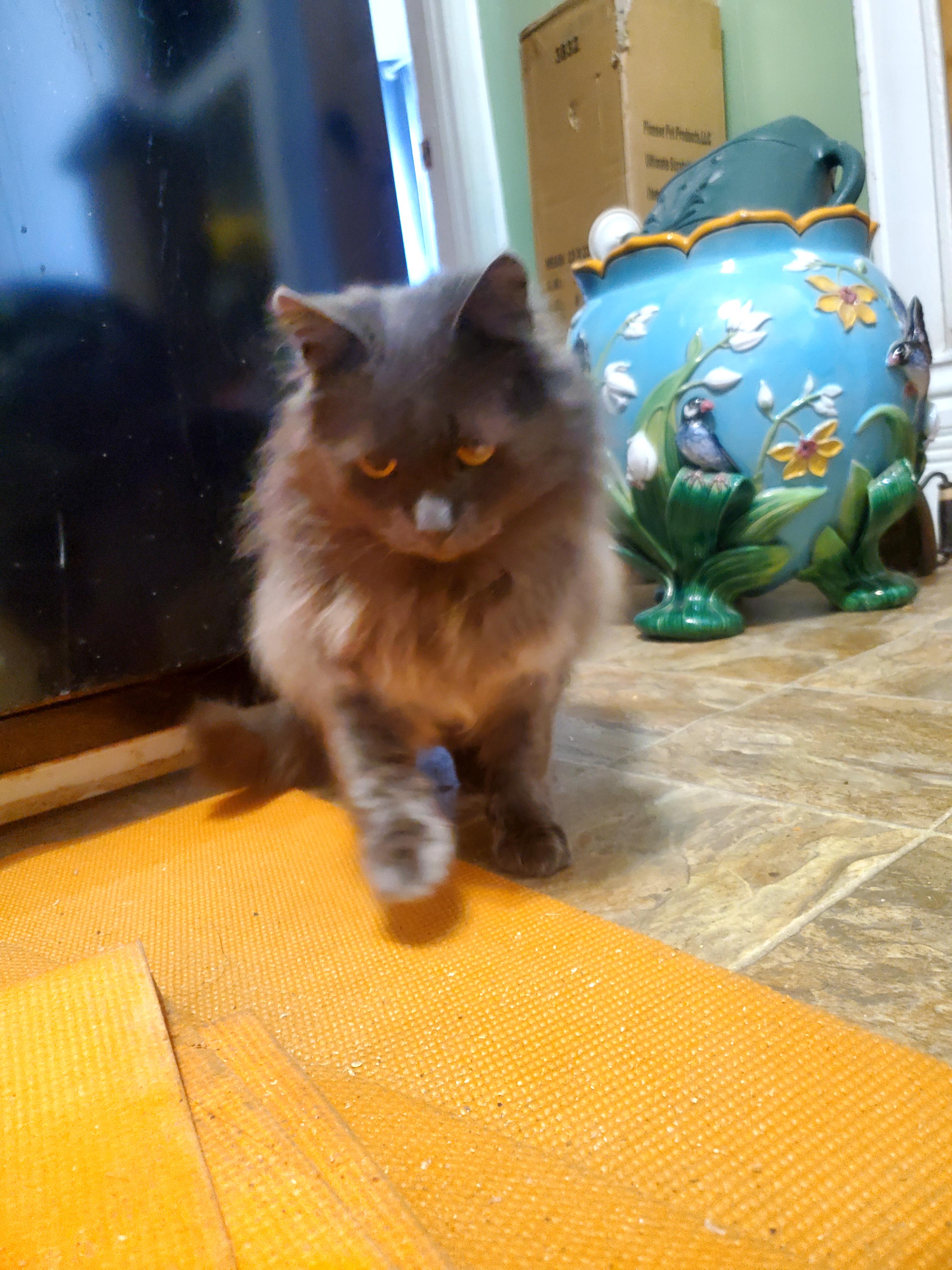 Taro, a ADOPTABLE Maine Coon in Gladwin, MI image 4/6