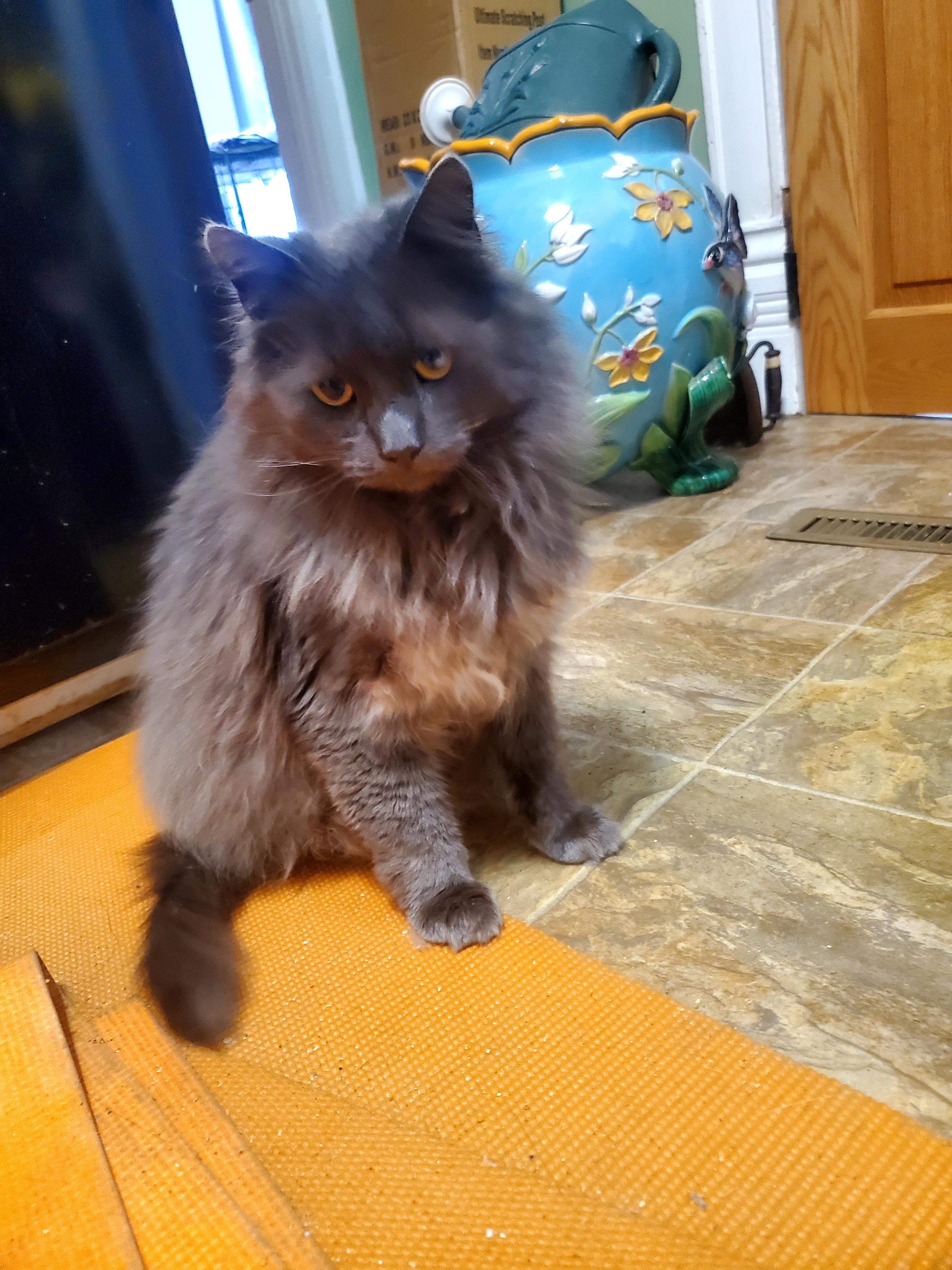 Taro, a ADOPTABLE Maine Coon in Gladwin, MI image 5/6