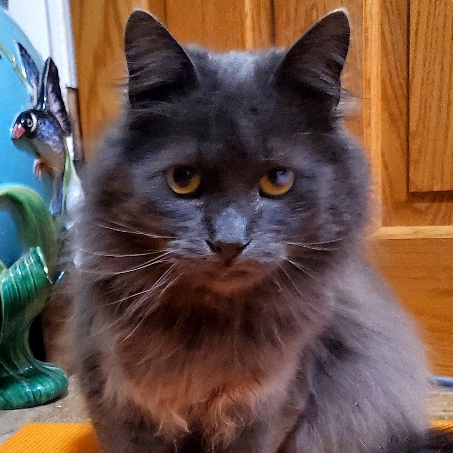 Taro, ADOPTABLE, Adult Male Maine Coon.