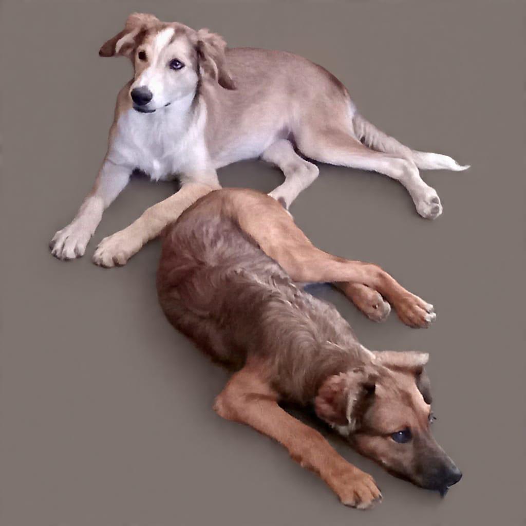 Amanda, an adopted Mixed Breed in San Ysidro, CA image 2/5