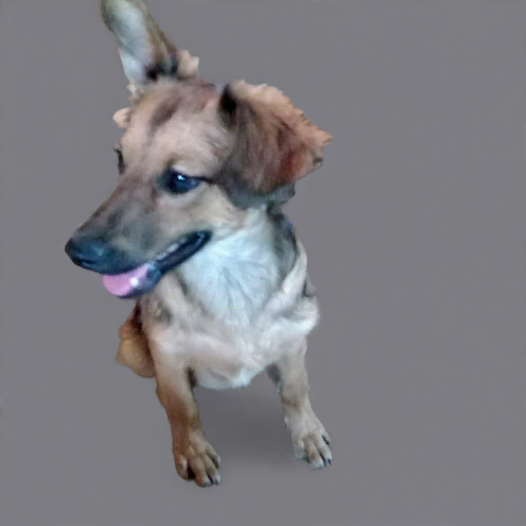 Amanda, an adopted Mixed Breed in San Ysidro, CA image 4/5