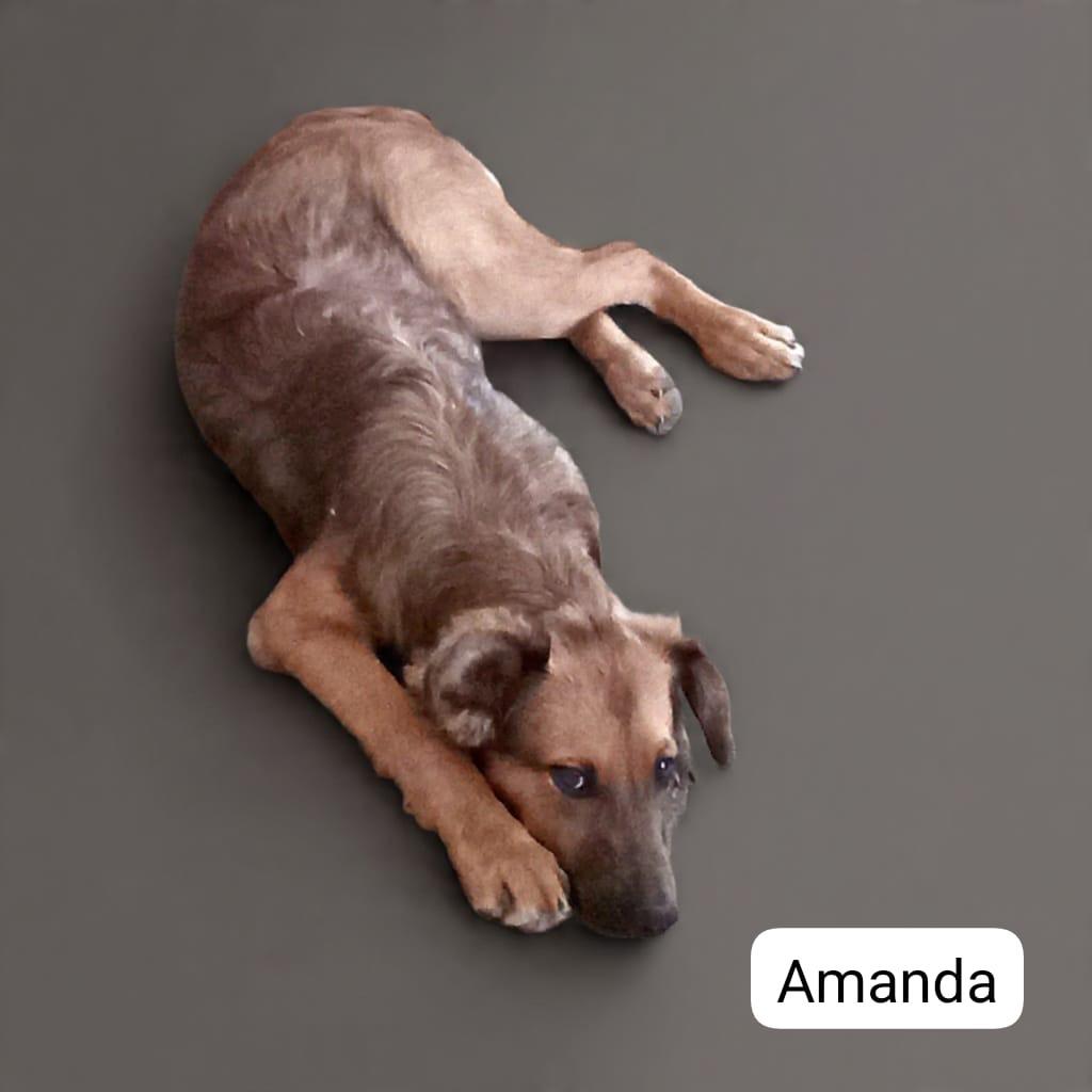 Amanda, an adopted Mixed Breed in San Ysidro, CA image 1/5