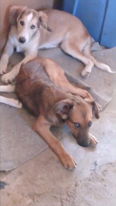 Enlarge Amanda, an adopted Mixed Breed in San Ysidro, CA video 3/5