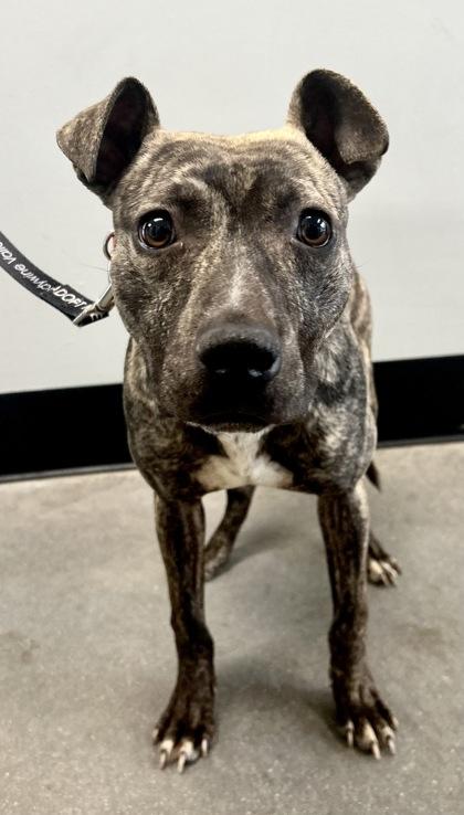 Owen Jenkins fka Dog 5 — thumbnail 2