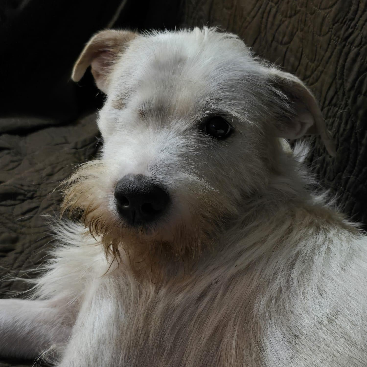 Justin, a Adopted mixed breed in Williamsburg, ON image 2/5