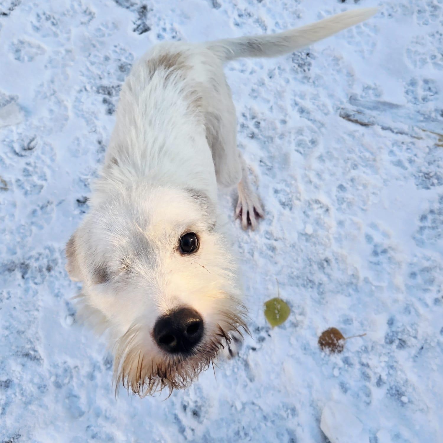 Justin, a Adopted mixed breed in Williamsburg, ON image 3/5