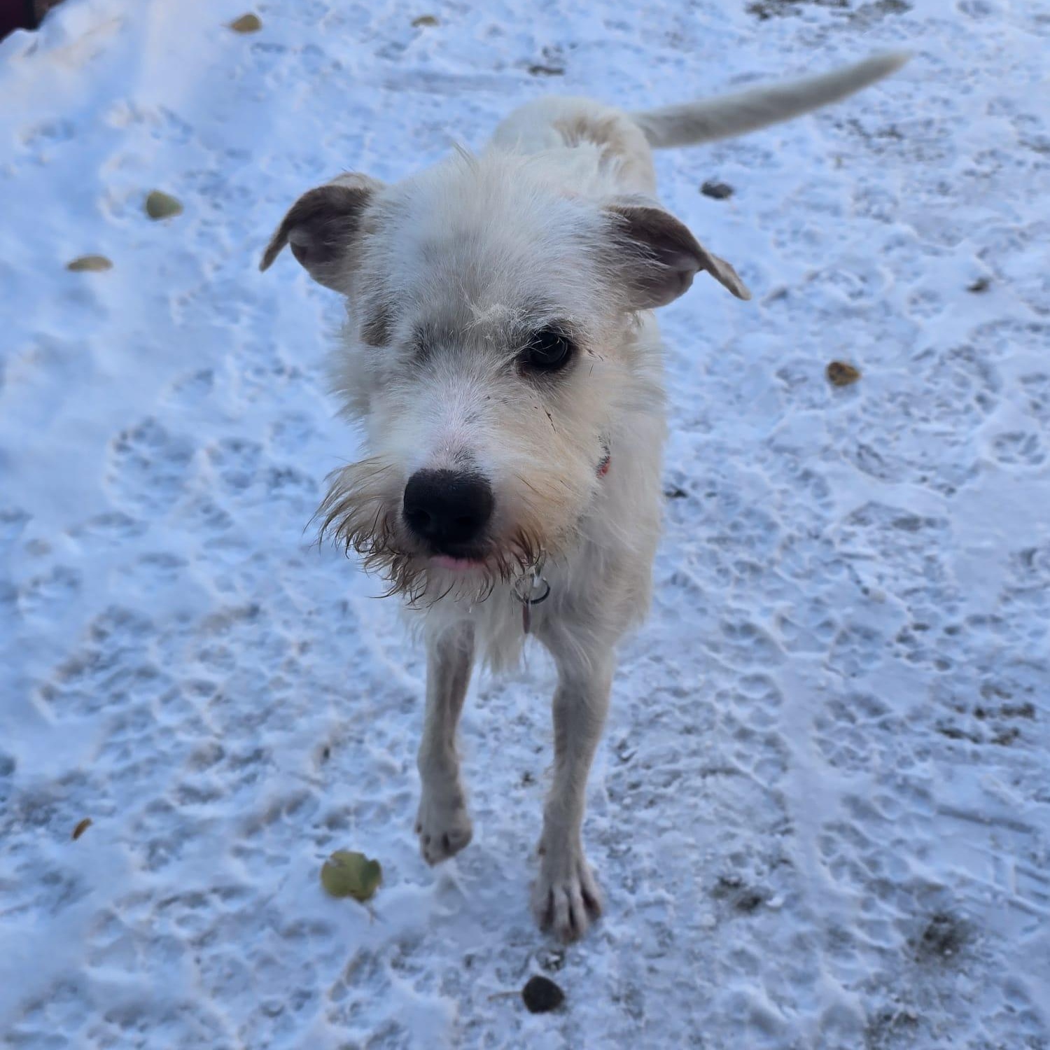 Justin, a Adopted mixed breed in Williamsburg, ON image 4/5