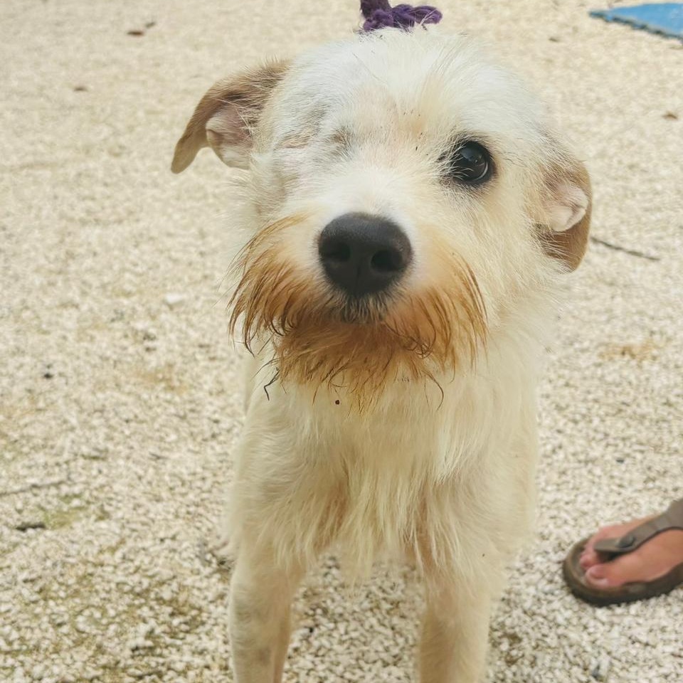 Justin, a Adopted mixed breed in Williamsburg, ON image 5/5