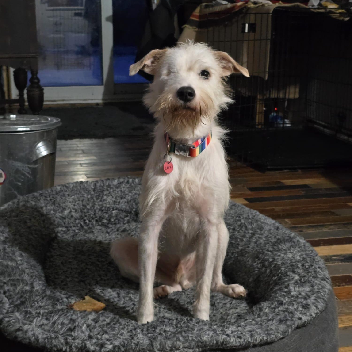 Justin, Adopted, Young Male Border Collie & Terrier.