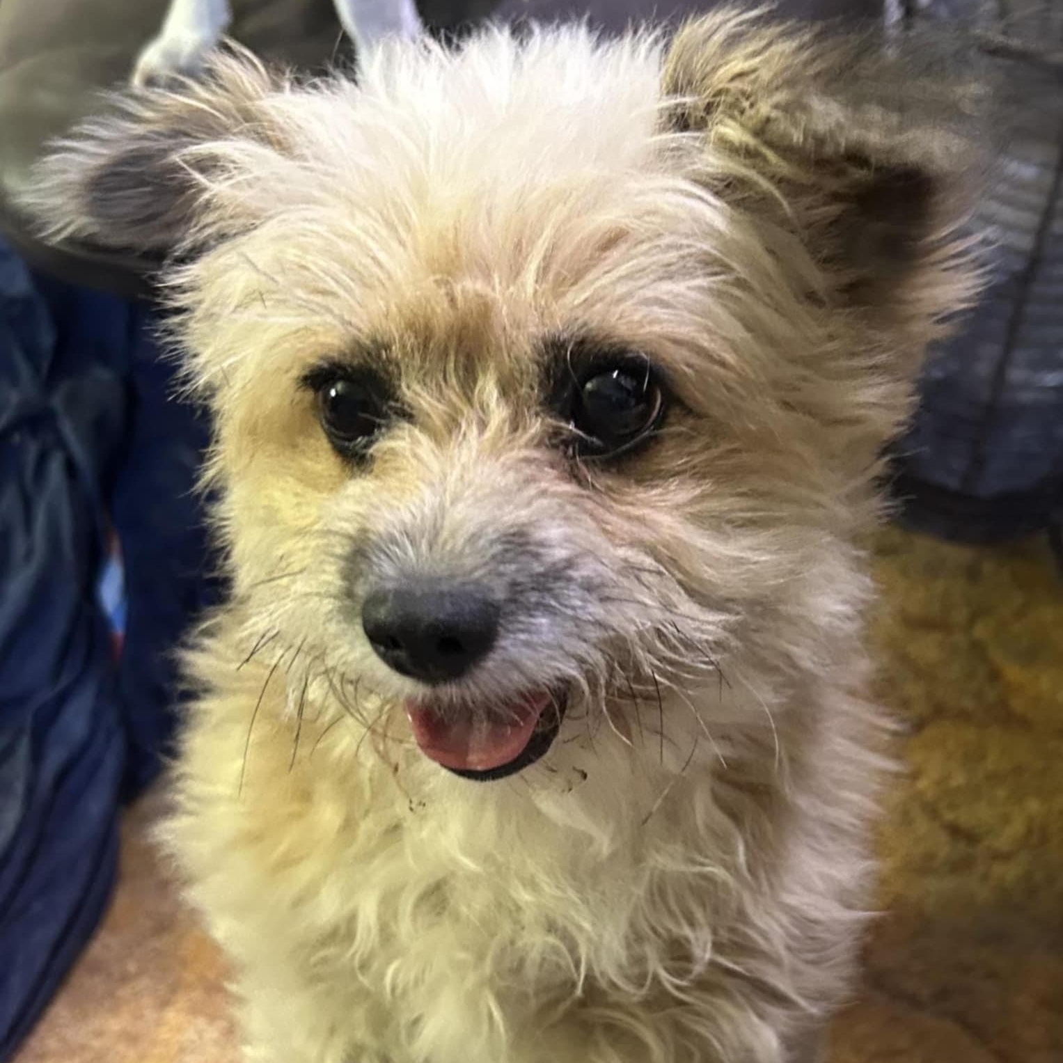 Begonia, a Adoptable mixed breed in Marana, AZ image 1/5