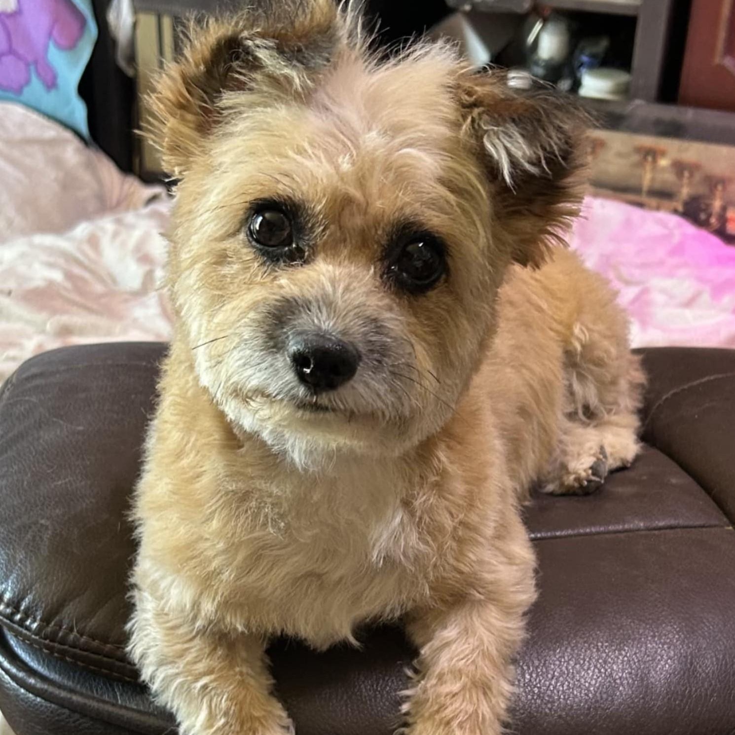 Begonia, a Adoptable mixed breed in Marana, AZ image 3/5