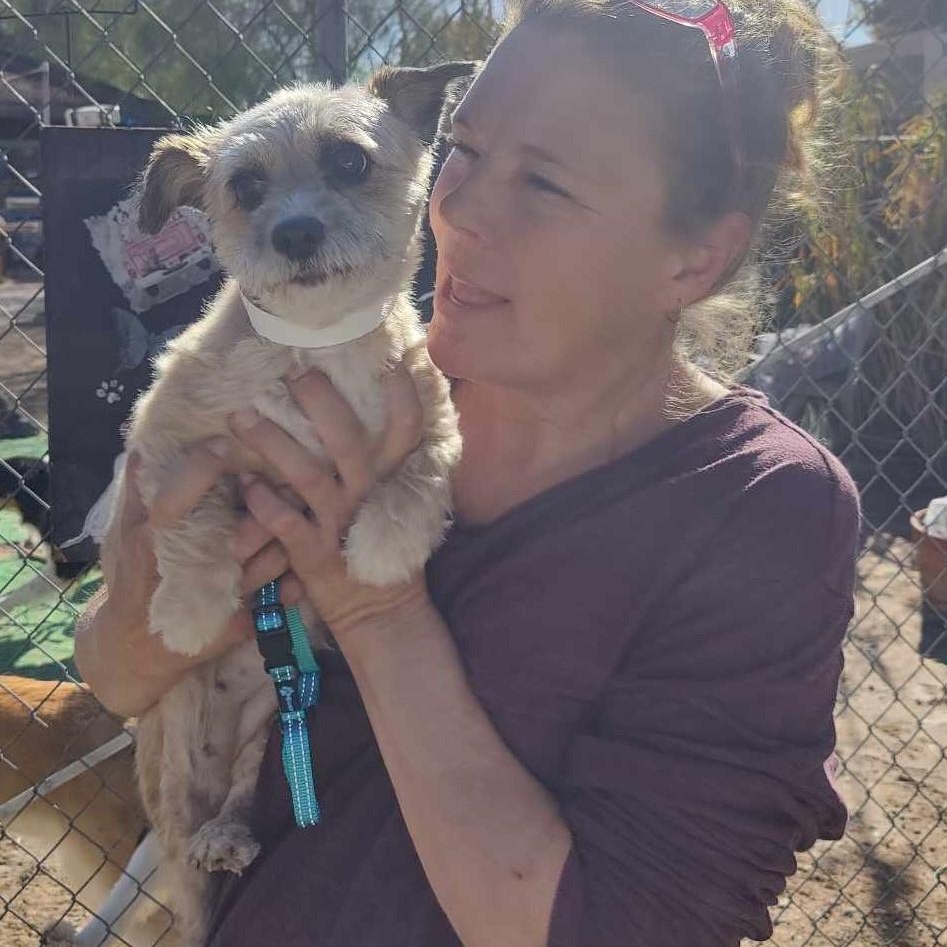 Begonia, a Adoptable mixed breed in Marana, AZ image 5/5