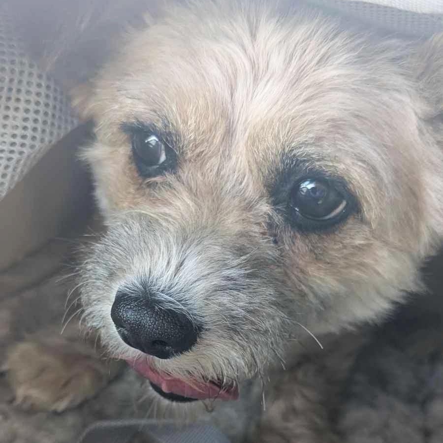 Begonia, a Adoptable mixed breed in Marana, AZ image 4/5