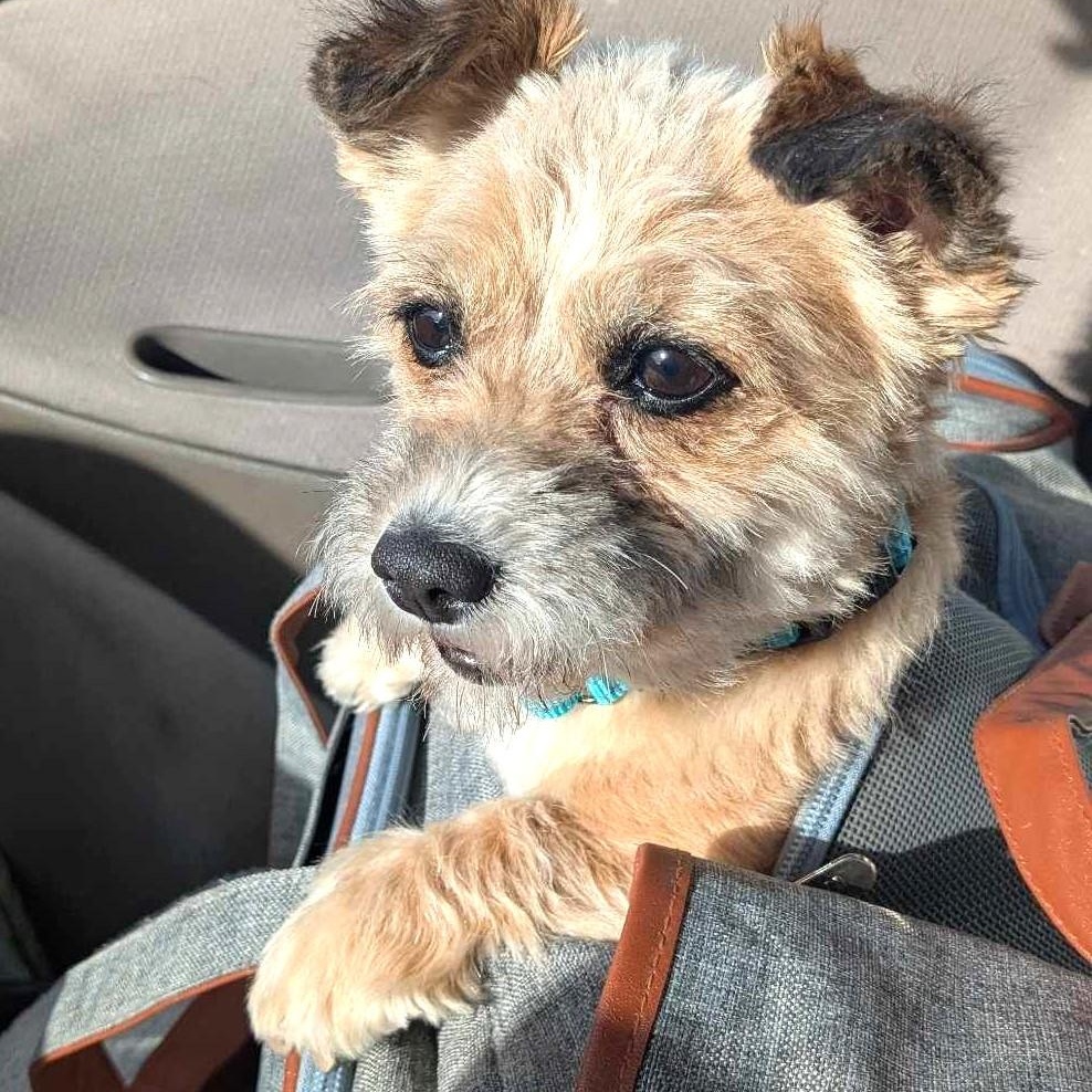 Begonia, a Adoptable mixed breed in Marana, AZ image 2/5