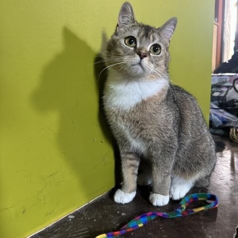 Jason Meowmoa, an adopted Domestic Short Hair in Louisville, KY image 2/4