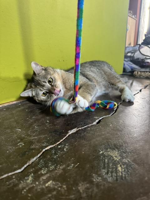 Jason Meowmoa, an adopted Domestic Short Hair in Louisville, KY image 3/4