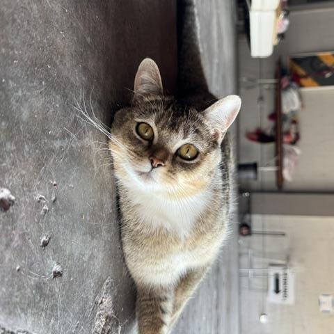 Jason Meowmoa, an adopted Domestic Short Hair in Louisville, KY image 4/4