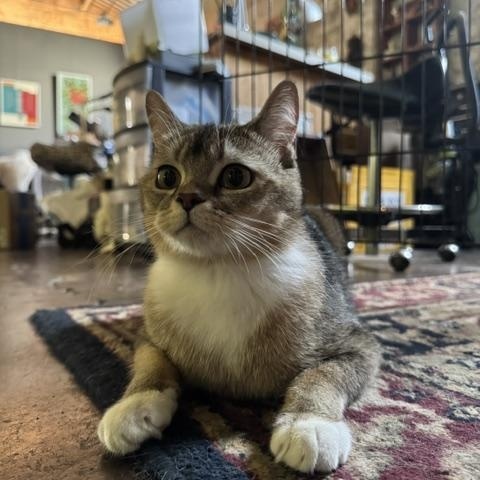 Jason Meowmoa, adopted, Young Male Domestic Short Hair.