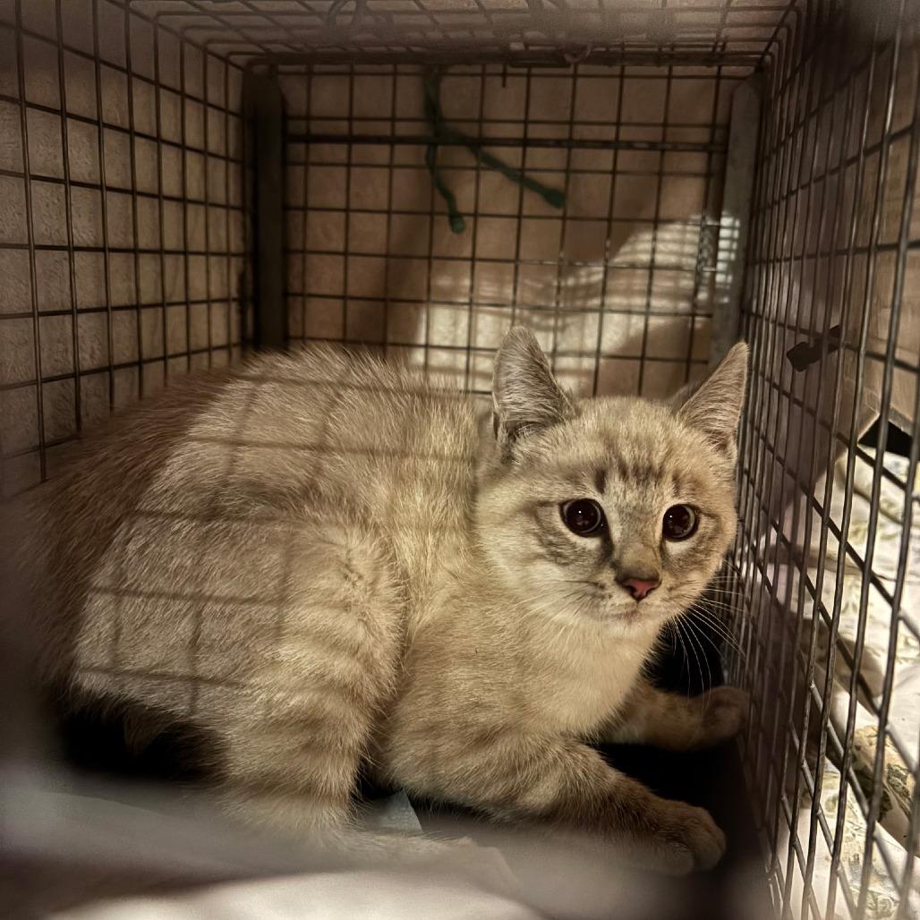 Emmaline, Adoptable, Kitten Male Siamese.