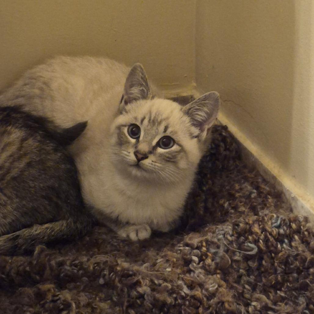 Emmaline, Adoptable, Kitten Male Siamese.