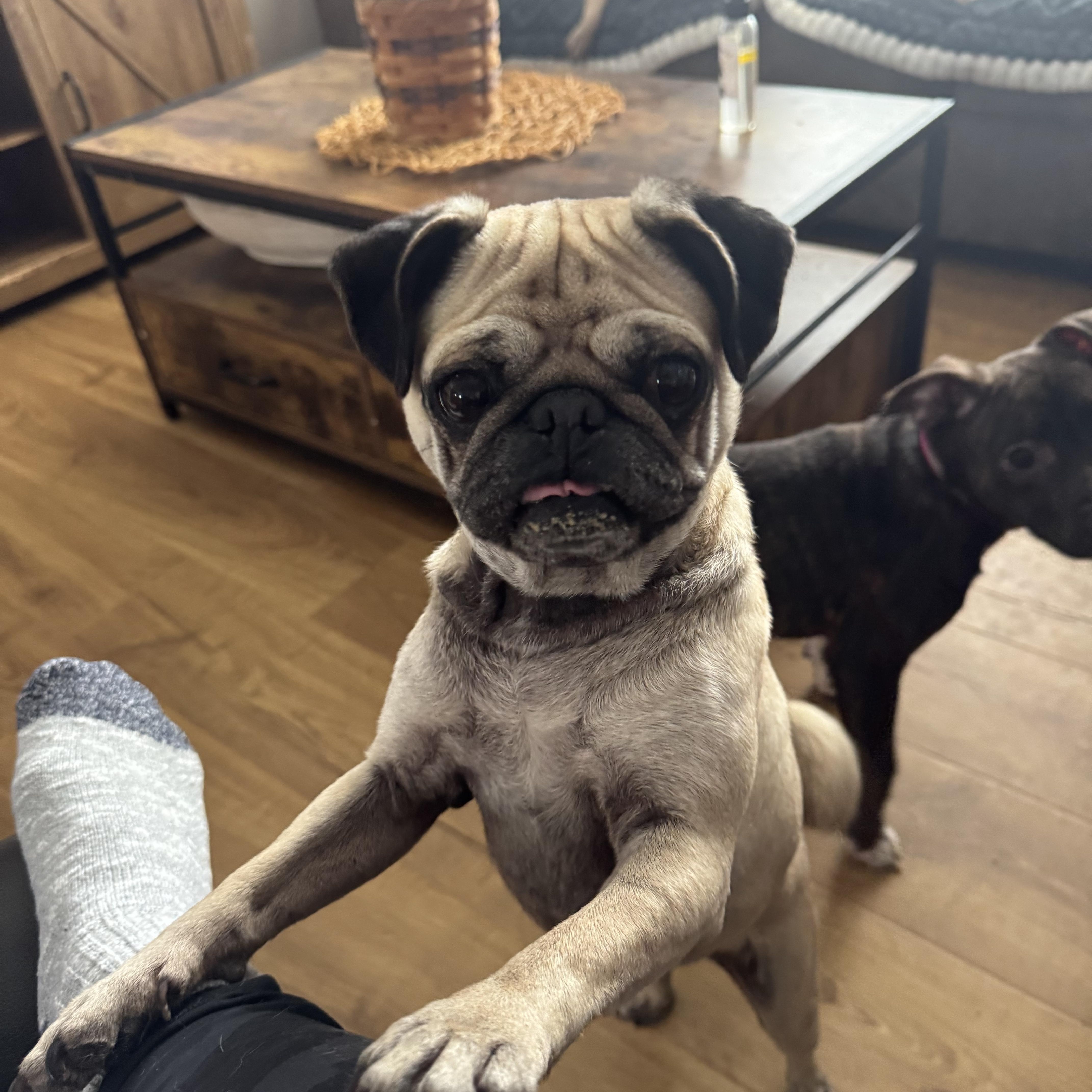 Enlarge Tonka, an adopted Pug in North Freedom, WI image 1/4