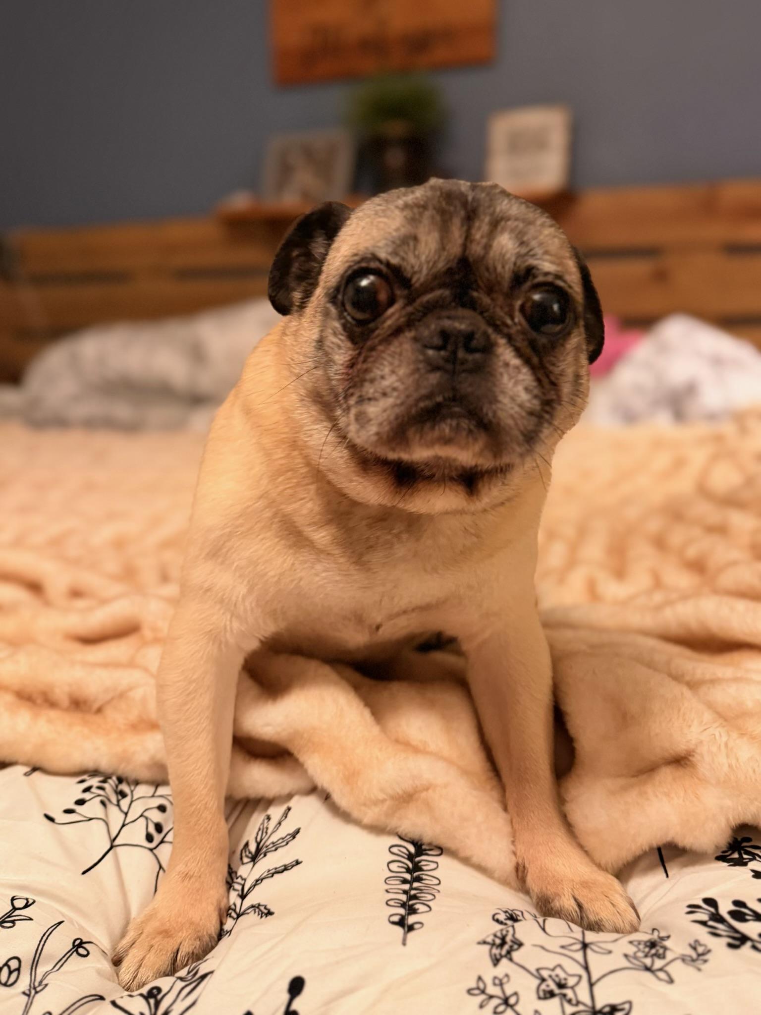 Tonka, ADOPTABLE, Adult Male Pug.