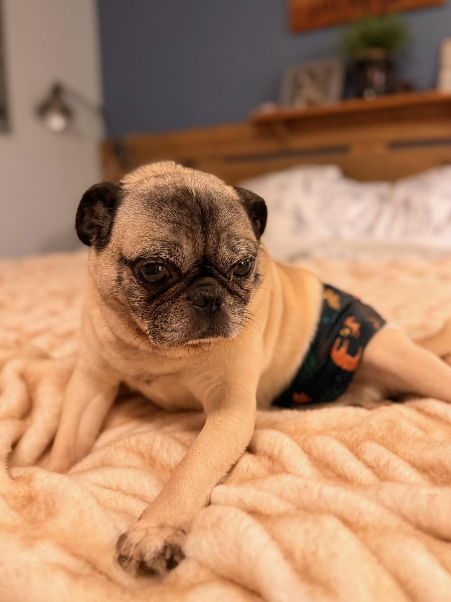 Enlarge Tonka, a ADOPTABLE Pug in North Freedom, WI image 2/3